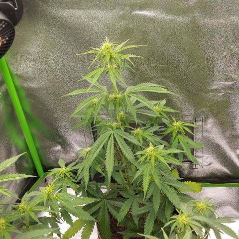 Sadie // Girl Scout Cookies Auto // Seeds66 growlog timeline photo