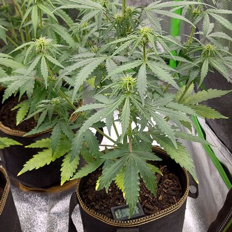 Marta // Lemon Haze Auto // Seeds66 growlog timeline photo