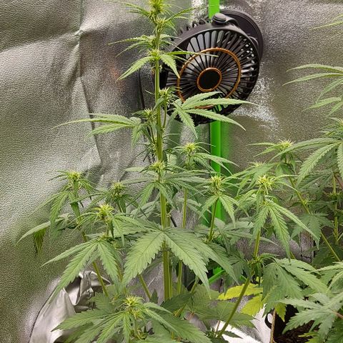Berta // White Widow Auto // Seeds66 growlog timeline photo