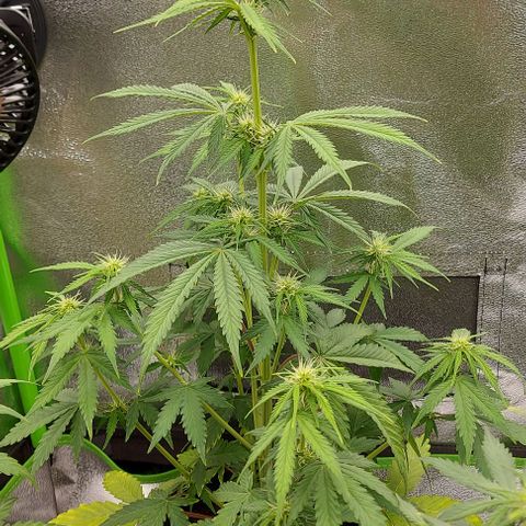 Sadie // Girl Scout Cookies Auto // Seeds66 growlog timeline photo