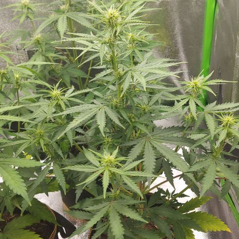 Marta // Lemon Haze Auto // Seeds66 growlog timeline photo