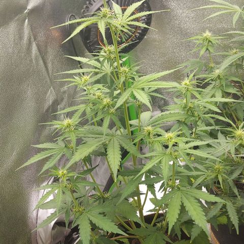 Berta // White Widow Auto // Seeds66 growlog timeline photo