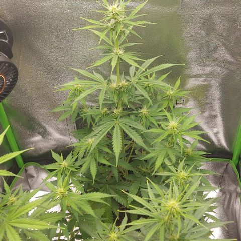 Sadie // Girl Scout Cookies Auto // Seeds66 growlog timeline photo