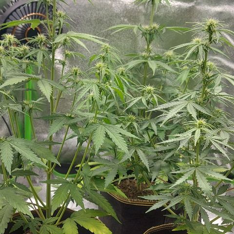 Berta // White Widow Auto // Seeds66 growlog timeline photo