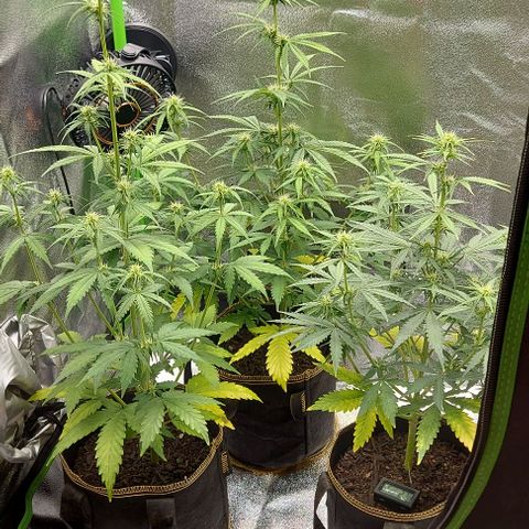 Berta // White Widow Auto // Seeds66 growlog timeline photo