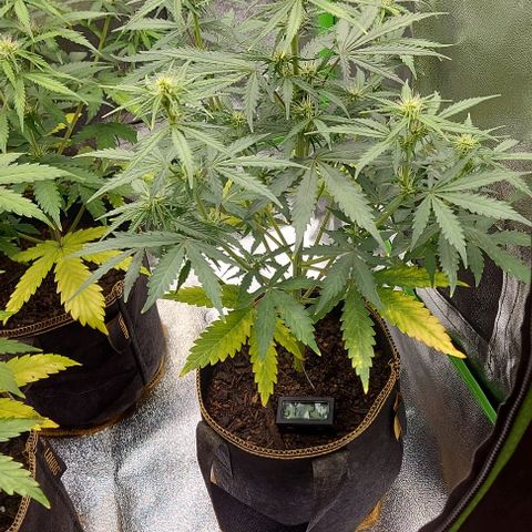 Marta // Lemon Haze Auto // Seeds66 growlog timeline photo