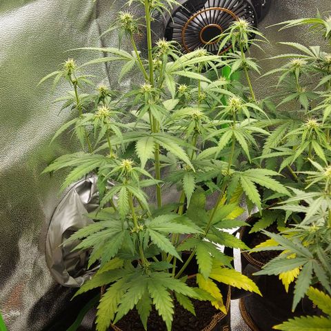 Berta // White Widow Auto // Seeds66 growlog timeline photo