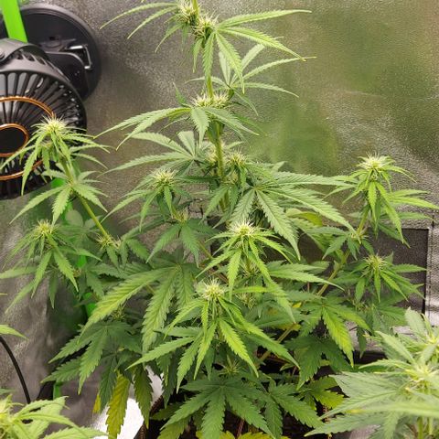 Sadie // Girl Scout Cookies Auto // Seeds66 growlog timeline photo