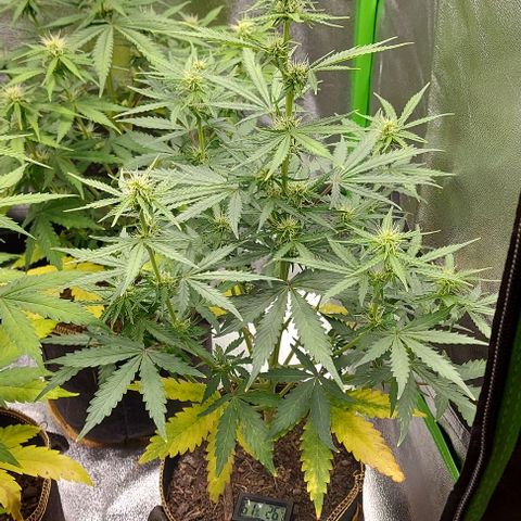 Marta // Lemon Haze Auto // Seeds66 growlog timeline photo