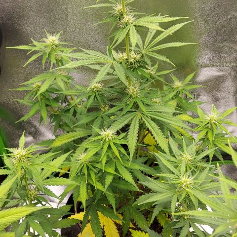 Sadie // Girl Scout Cookies Auto // Seeds66 growlog timeline photo