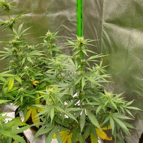 Marta // Lemon Haze Auto // Seeds66 growlog timeline photo