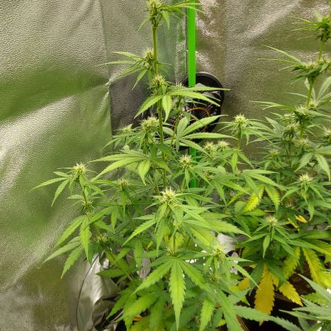 Berta // White Widow Auto // Seeds66 growlog timeline photo