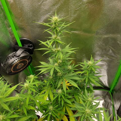 Sadie // Girl Scout Cookies Auto // Seeds66 growlog timeline photo