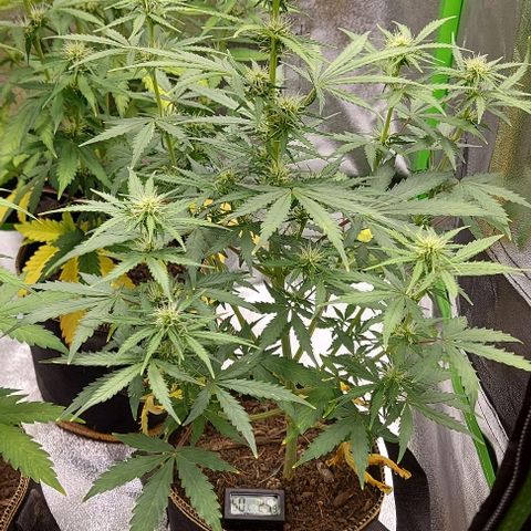 Marta // Lemon Haze Auto // Seeds66 growlog timeline photo