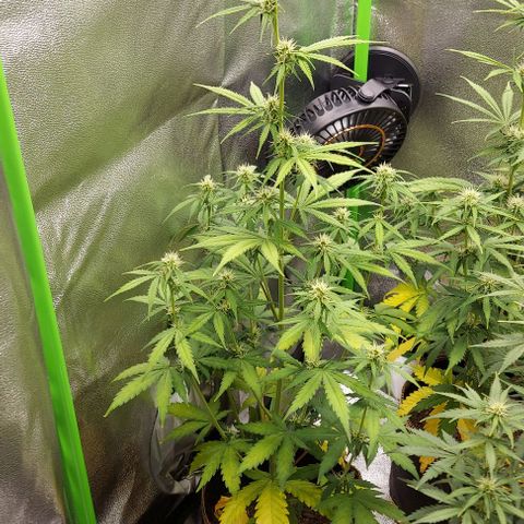Berta // White Widow Auto // Seeds66 growlog timeline photo