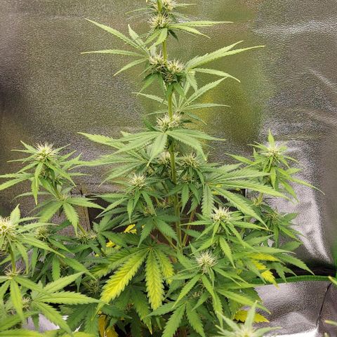 Sadie // Girl Scout Cookies Auto // Seeds66 growlog timeline photo