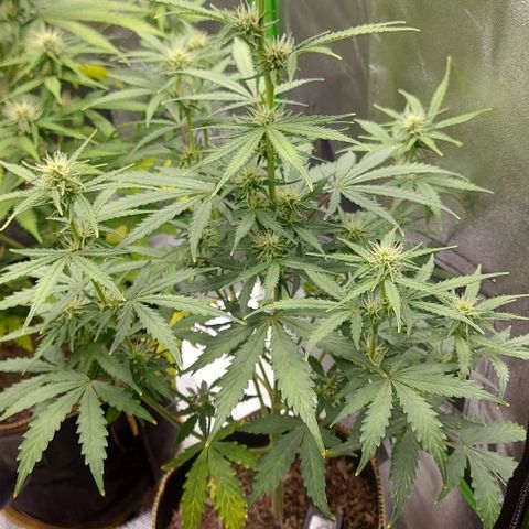Marta // Lemon Haze Auto // Seeds66 growlog timeline photo