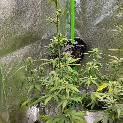Berta // White Widow Auto // Seeds66 growlog timeline photo