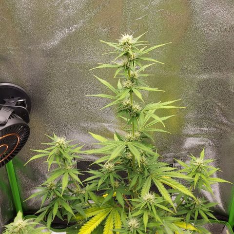 Sadie // Girl Scout Cookies Auto // Seeds66 growlog timeline photo