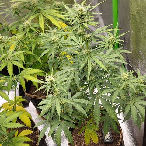 Marta // Lemon Haze Auto // Seeds66 growlog timeline photo