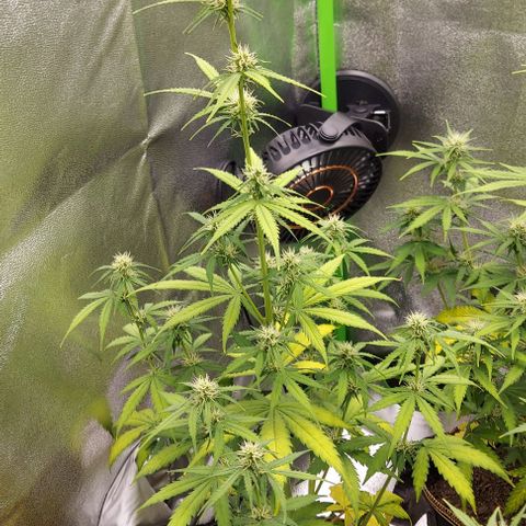 Berta // White Widow Auto // Seeds66 growlog timeline photo