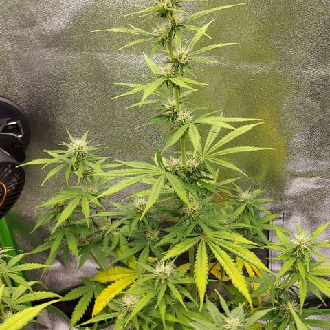 Sadie // Girl Scout Cookies Auto // Seeds66 growlog timeline photo