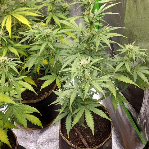 Marta // Lemon Haze Auto // Seeds66 growlog timeline photo