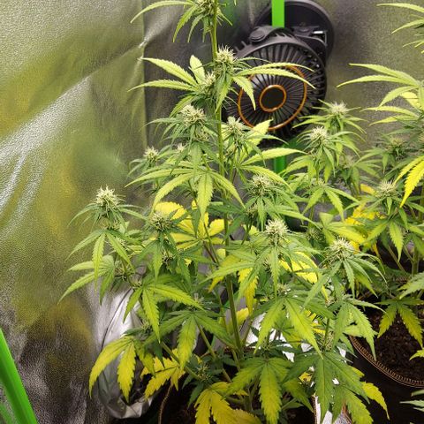 Berta // White Widow Auto // Seeds66 growlog timeline photo