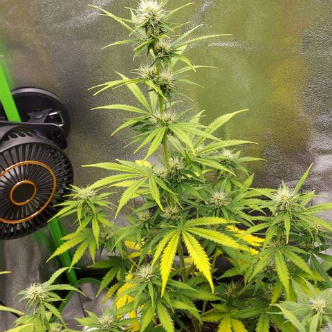 Sadie // Girl Scout Cookies Auto // Seeds66 growlog timeline photo