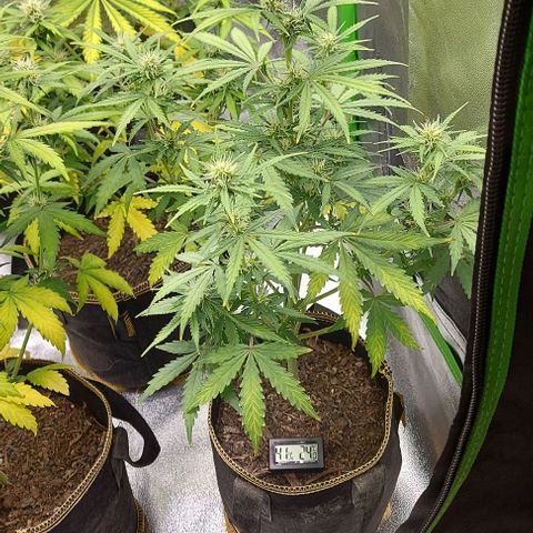 Marta // Lemon Haze Auto // Seeds66 growlog timeline photo