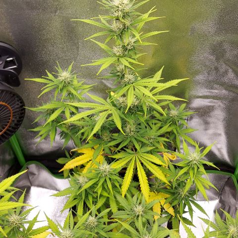 Sadie // Girl Scout Cookies Auto // Seeds66 growlog timeline photo