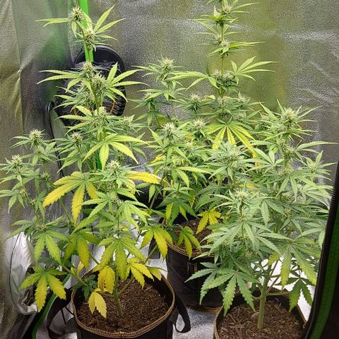 Berta // White Widow Auto // Seeds66 growlog timeline photo