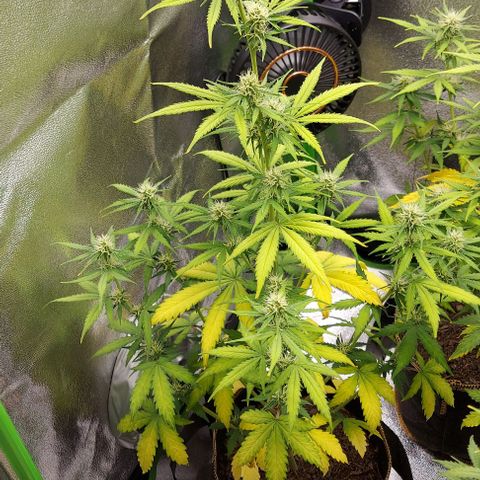 Berta // White Widow Auto // Seeds66 growlog timeline photo