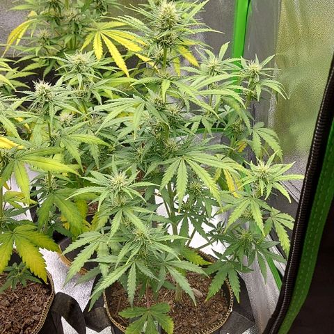 Marta // Lemon Haze Auto // Seeds66 growlog timeline photo