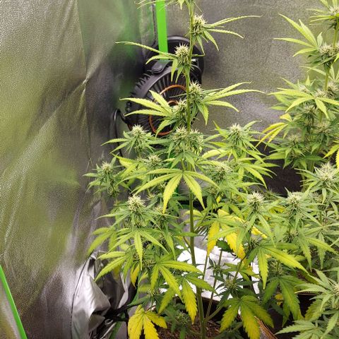 Berta // White Widow Auto // Seeds66 growlog timeline photo