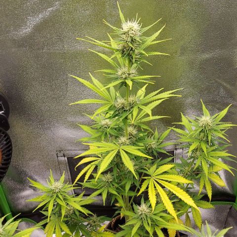 Sadie // Girl Scout Cookies Auto // Seeds66 growlog timeline photo