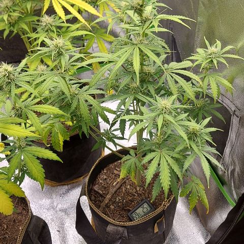Marta // Lemon Haze Auto // Seeds66 growlog timeline photo