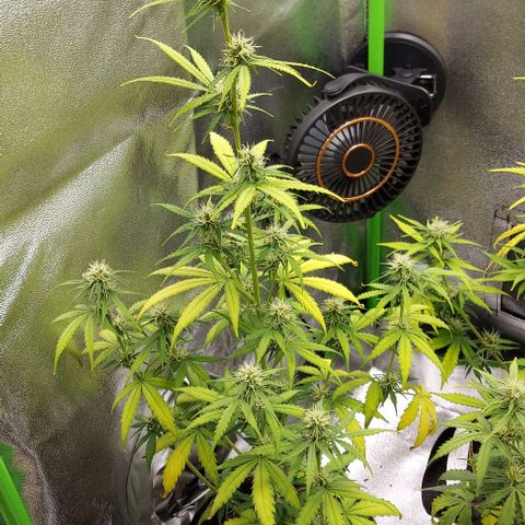 Berta // White Widow Auto // Seeds66 growlog timeline photo