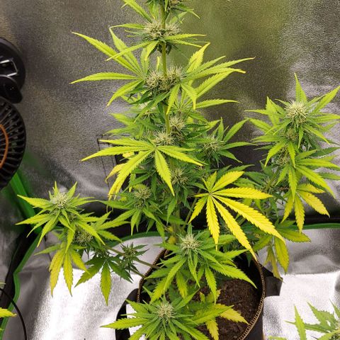 Sadie // Girl Scout Cookies Auto // Seeds66 growlog timeline photo
