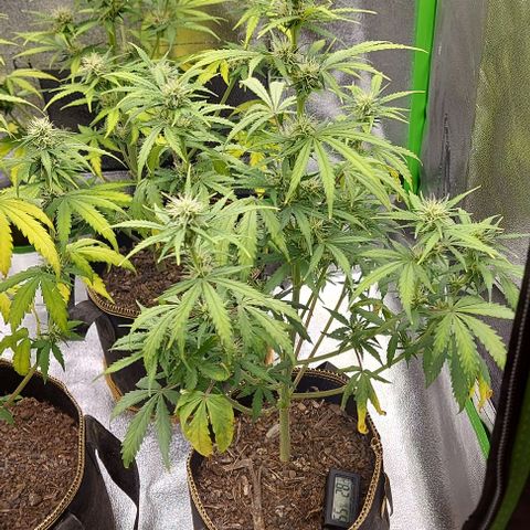 Marta // Lemon Haze Auto // Seeds66 growlog timeline photo