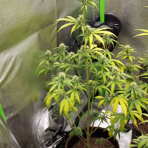 Berta // White Widow Auto // Seeds66 growlog timeline photo