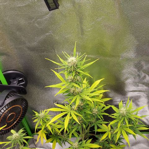 Sadie // Girl Scout Cookies Auto // Seeds66 growlog timeline photo