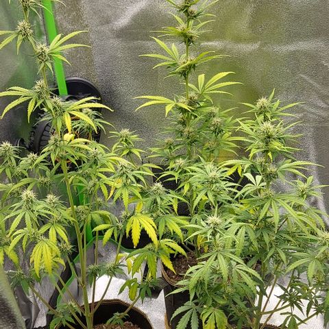 Berta // White Widow Auto // Seeds66 growlog timeline photo