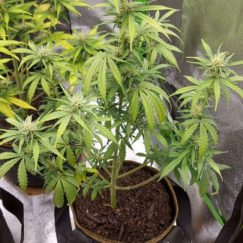 Marta // Lemon Haze Auto // Seeds66 growlog timeline photo
