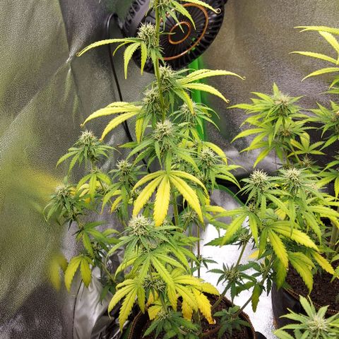 Berta // White Widow Auto // Seeds66 growlog timeline photo