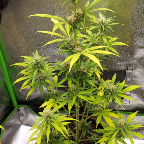 Sadie // Girl Scout Cookies Auto // Seeds66 growlog timeline photo