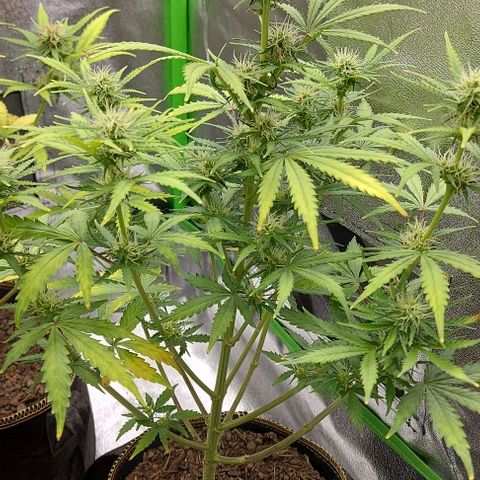 Marta // Lemon Haze Auto // Seeds66 growlog timeline photo
