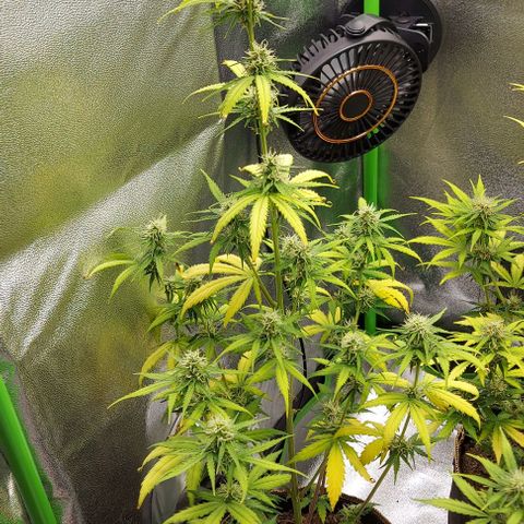 Berta // White Widow Auto // Seeds66 growlog timeline photo