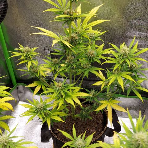 Sadie // Girl Scout Cookies Auto // Seeds66 growlog timeline photo