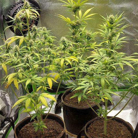 Berta // White Widow Auto // Seeds66 growlog timeline photo